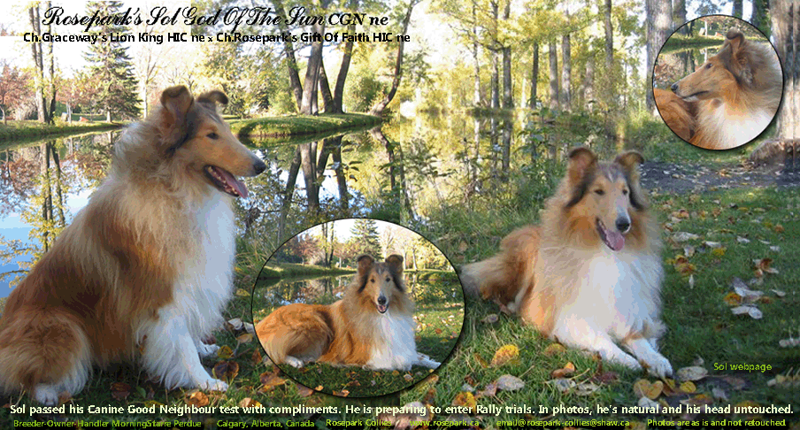 Collies OnLine